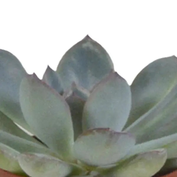 Vetplanten mix 5.5 cm - 5x - in witte pot  BotanicBridge