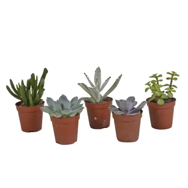 Vetplanten mix 5.5 cm - 5x - zonder pot  BotanicBridge