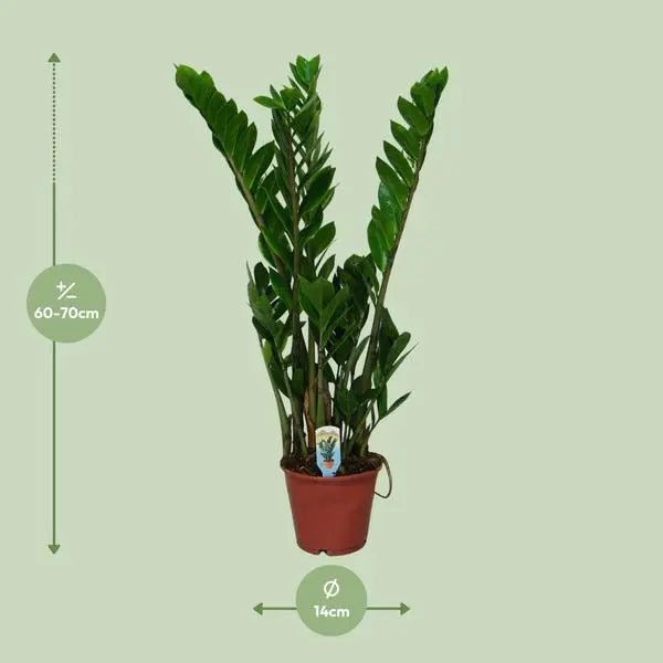 Zamioculcas Zamiifolia - Ø14cm - ↕50cm  BotanicBridge