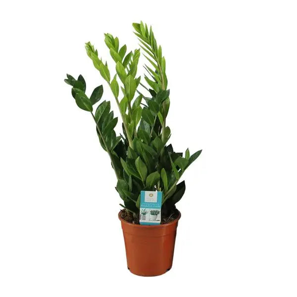 Zamioculcas Zamiifolia - Ø17cm - ↕65cm  BotanicBridge