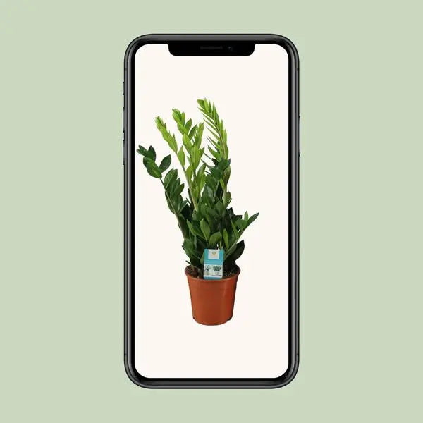 Zamioculcas Zamiifolia - Ø17cm - ↕65cm  BotanicBridge