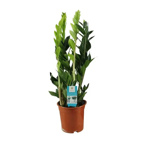 Zamioculcas Zamiifolia - Ø17cm - ↕65cm  BotanicBridge