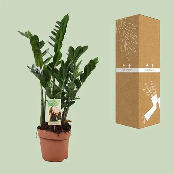 Zamioculcas Zamiifolia - Ø17cm - ↕70cm  BotanicBridge