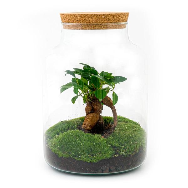 DIY terrarium - Milky met bonsai - ↕ 30 cm  - Rake + Shovel + Tweezer + Scissors  BotanicBridge