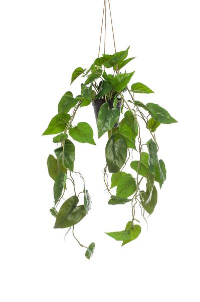 Kunstplant - Philodendron scandens - Klimmende Boomliefhebber - 80 cm  BotanicBridge