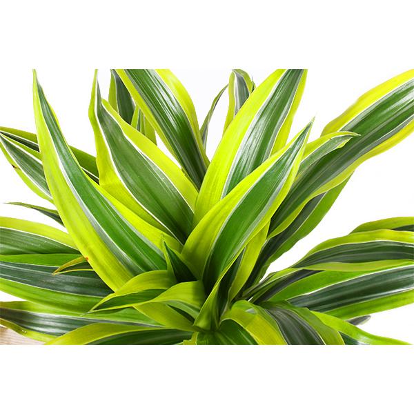 Dracaena Lemon Lime Ø21cm - ↕65cm in Vibes ROZE pot  BotanicBridge