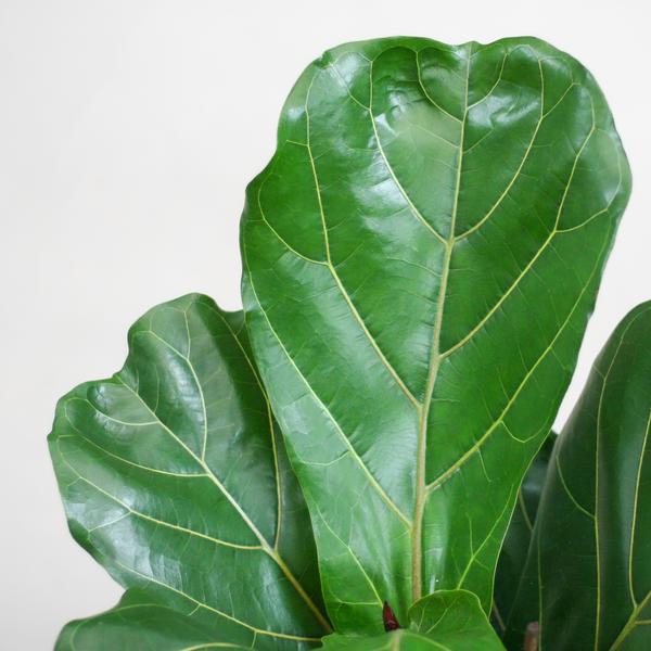 Ficus Lyrata met Mand Lissabon wit - 80cm - Ø21  BotanicBridge