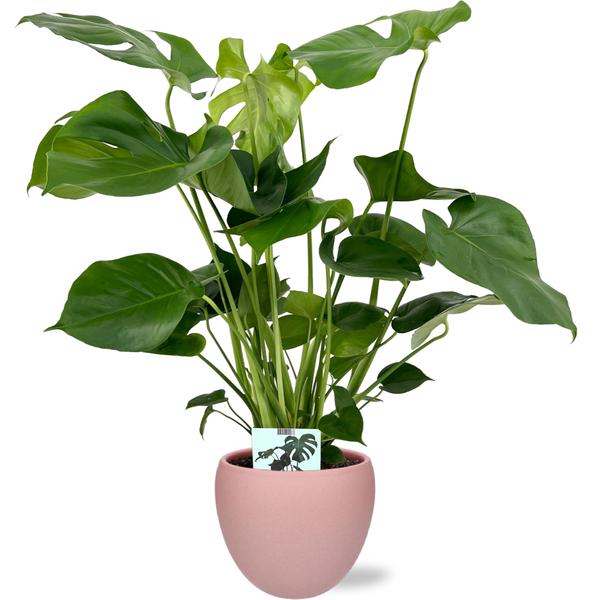 Monstera Deliciosa - Ø19cm - 60cm + Bowl Pot D19/21x18,5cm - Roze  BotanicBridge