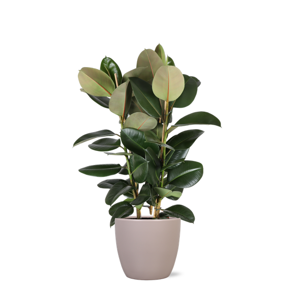 Ficus Elastica Robusta Ø27cm - ↕115cm in Boule TAUPE pot  BotanicBridge