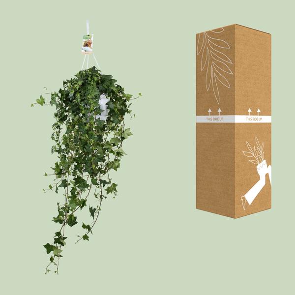 Hedera Helix Pitsburg - Hang/XXL - Ø17cm - ↕90cm  BotanicBridge