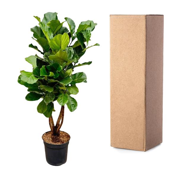 Ficus Lyrata vertakt XL - 200cm - ø32  BotanicBridge