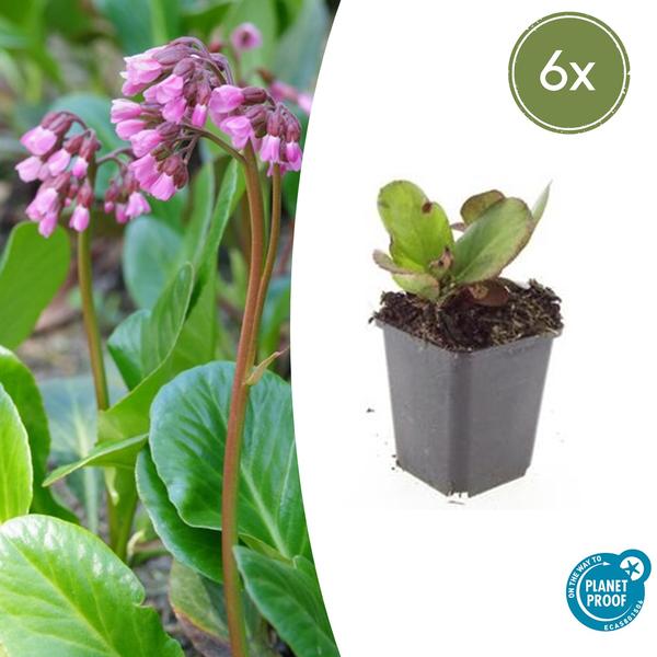 Bergenia cordifolia 'Herbstblüte'  - ↕10-25cm - Ø9cm - 6x  BotanicBridge