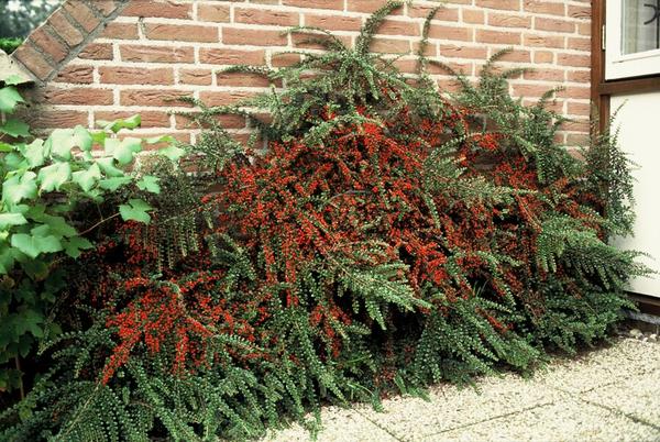 Cotoneaster horizontalis - ↕10-25cm - Ø9cm - 40x  BotanicBridge