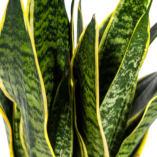 Sansevieria Trifasciata Futura Superba Ø17cm - ↕50-55cm  BotanicBridge