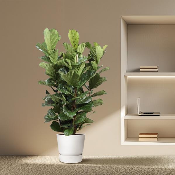 Ficus Lyrata struik XL - 200 cm - ø50  BotanicBridge