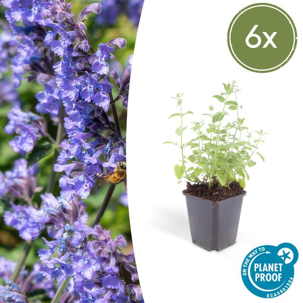 Nepeta 'Six Hills Giant' - ↕10-25cm - Ø9cm  - 6x  BotanicBridge