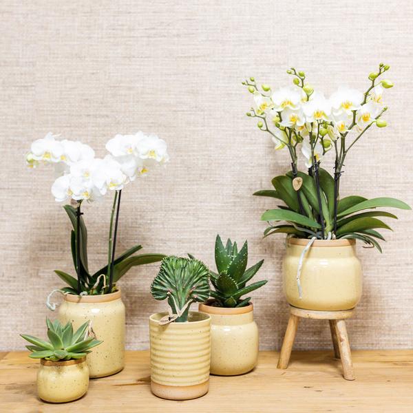 Kolibri Orchids | Groene plant met gele Phalaenopsis orchidee in Vintage khaki sierpotten en bamboe dienblad  BotanicBridge