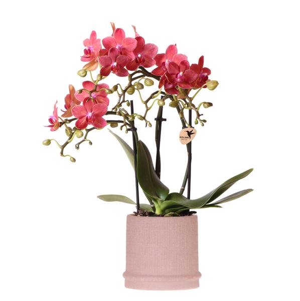 Kolibri Orchids | Rode orchidee Congo + Bali sierpot sand - potmaat Ø9cm | bloeiende kamerplant - vers van de kweker  BotanicBridge