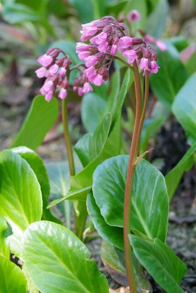 Bergenia cordifolia 'Herbstblüte'  - ↕10-25cm - Ø9cm - 40x  BotanicBridge