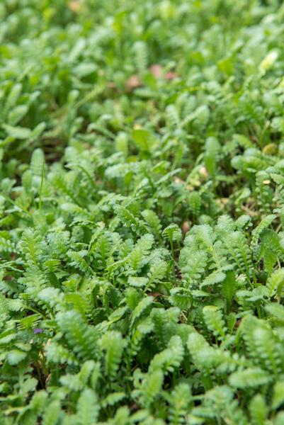 Leptinella squalida - ↕10-25cm - Ø9cm - 6x  BotanicBridge