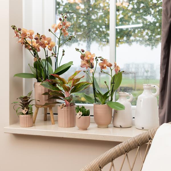 Kolibri Home | Glazed bloempot - Zandkleurige keramieken sierpot met glans - Ø9cm  BotanicBridge