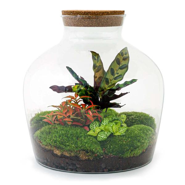 DIY terrarium - Fat Joe Rood - ↕ 30 cm - Rake + Shovel + Tweezer + Scissors  BotanicBridge