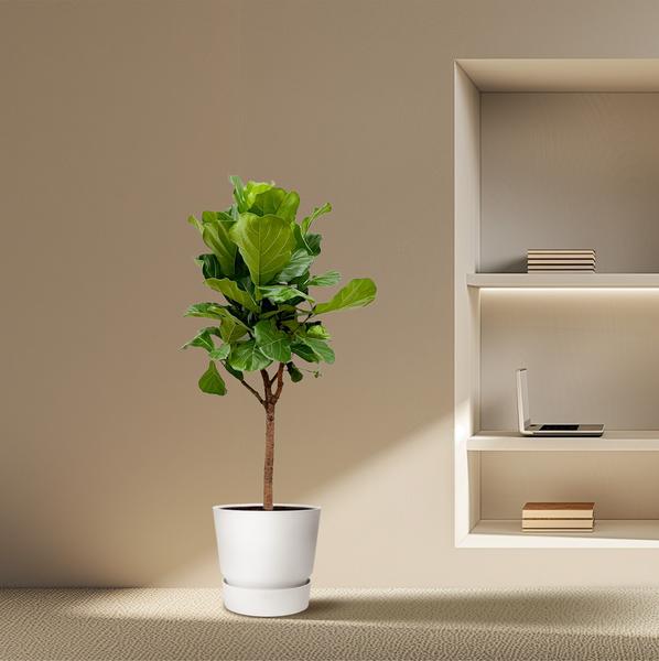 Ficus Lyrata boom - 170cm - ⌀30  BotanicBridge