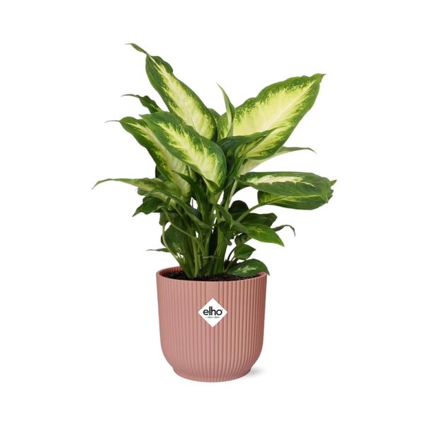 Dieffenbachia ‘Camilla’ in ELHO Vibes Fold 14cm roze  BotanicBridge