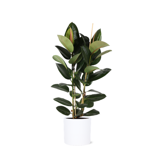 Ficus Elastica Robusta Ø24cm - ↕110cm in Era WIT pot  BotanicBridge