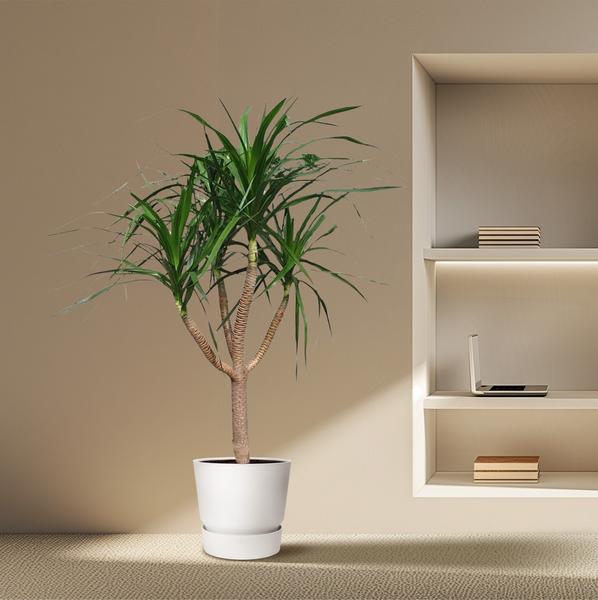 Dracaena Draco vertakt - 160 cm - ø34  BotanicBridge