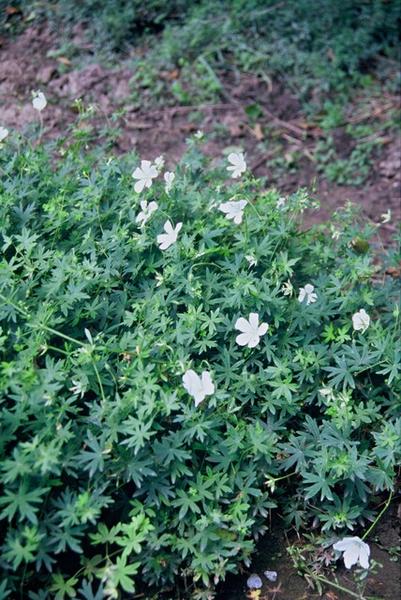 Geranium sang. 'Album' - ↕10-25cm - Ø9cm - 40x  BotanicBridge