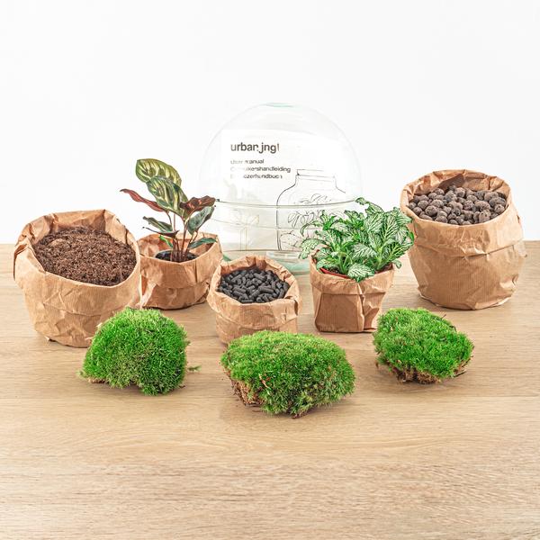 DIY terrarium - Dome - ↕ 20 cm - Rake + Shovel + Tweezer + Scissors  BotanicBridge