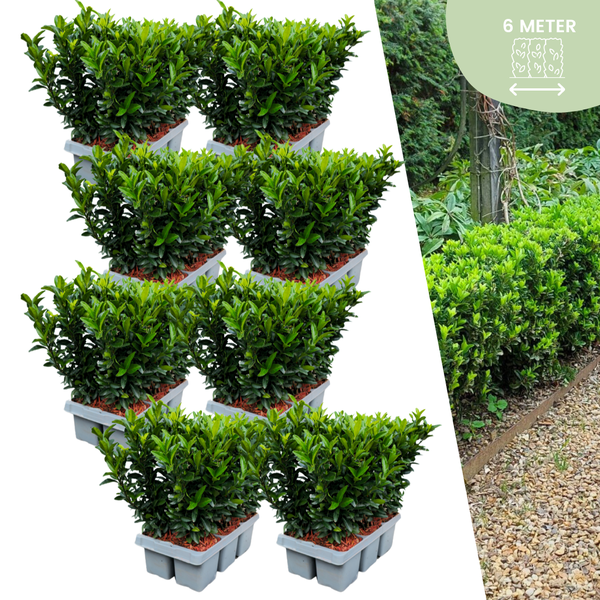 48 x Euonymus 'Green Spire' - 48 x Ø 7 cm - ↨ 15 cm  BotanicBridge