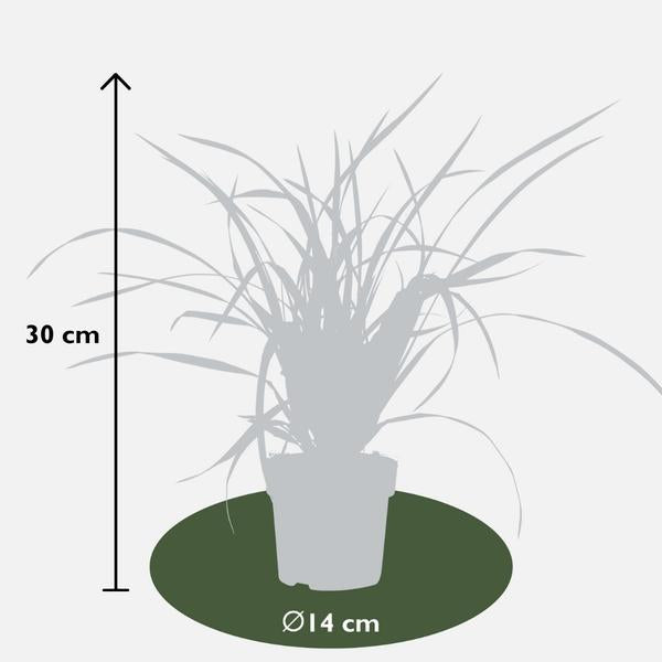 3 x Carex morrowi 'Irish Green' - Ø 14 cm - ↨ 25 cm  BotanicBridge