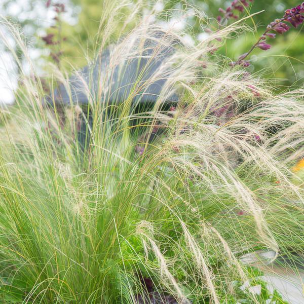 Stipa tenuissima 'Ponytails' - ↕10-25cm - Ø9cm - 40x  BotanicBridge