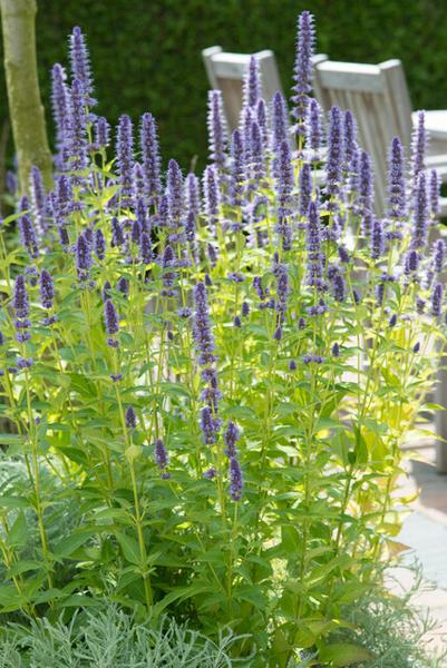 Agastache 'Black Adder' - ↕10-25cm - Ø9cm - 40x  BotanicBridge