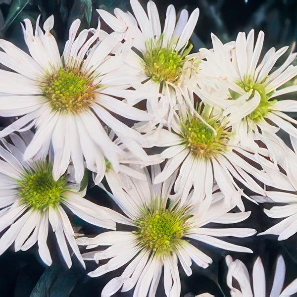 Aster ageratoides 'Ashvi' - ↕10-25cm - Ø9cm - 12x  BotanicBridge