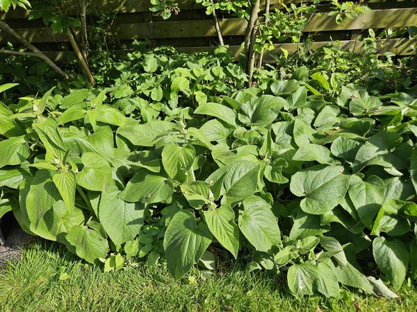 Phlomis russeliana - ↕10-25cm - Ø9cm - 40x  BotanicBridge