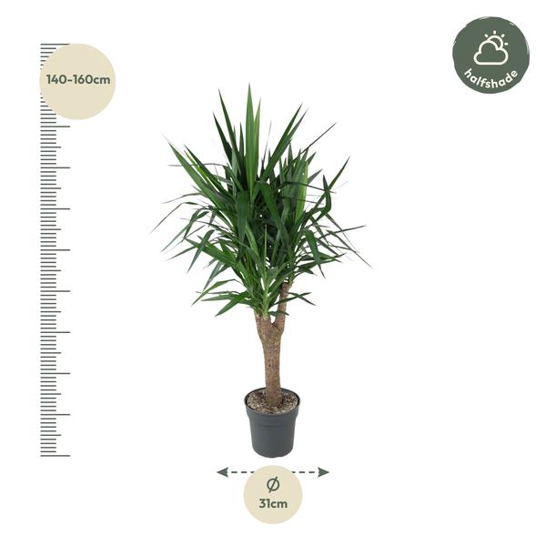 Yucca Elephantipe vertakt - 150 cm - ø31  BotanicBridge