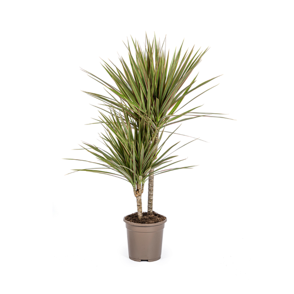 Dracaena Marginata Bicolor Ø17cm - ↕60cm  BotanicBridge