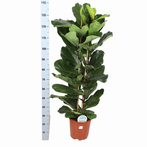 Ficus Lyrata Ø27cm ↕140cm in Boule ANTRACIET pot  BotanicBridge