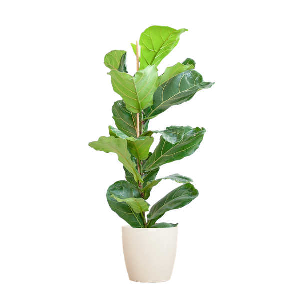 Ficus Lyrata met Viber pot wit - 80cm - Ø21  BotanicBridge