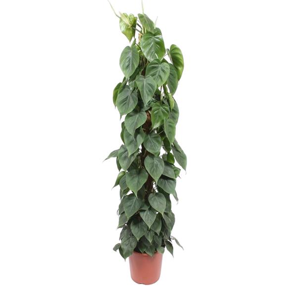 Philodendron Scandens mosstok - 150 cm - ø27  BotanicBridge