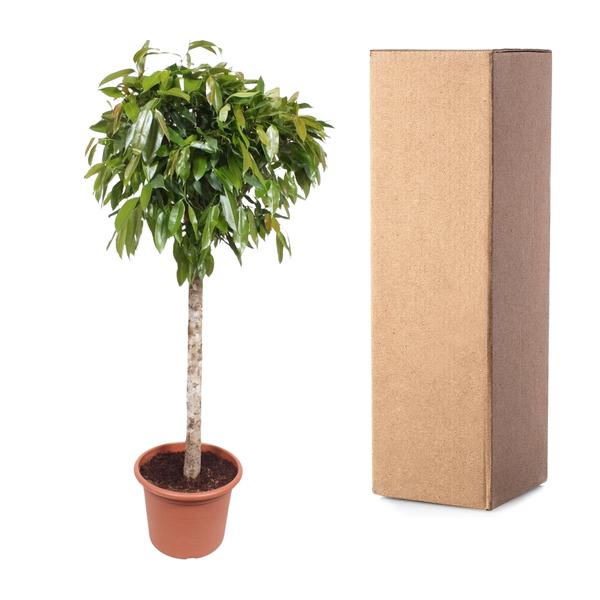 Ficus Amstel King - 180 cm - ø40  BotanicBridge