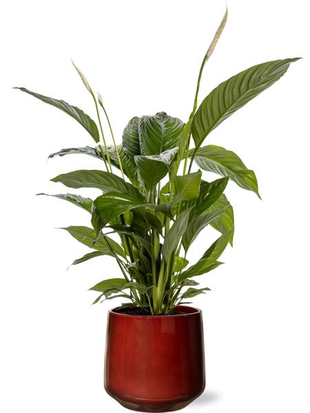 Spathiphyllum Bingo Cupido - Ø19cm - ↕80cm + Puglia Pot D21/23,5x21cm - Rood  BotanicBridge