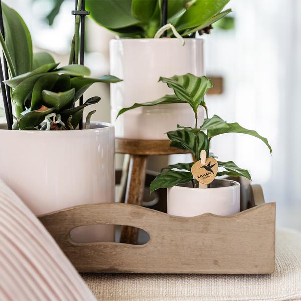 Kolibri Home | Pastel pot pink - Ø9cm  BotanicBridge