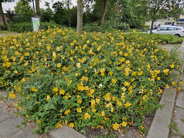 Hypericum 'Hidcote' - ↕10-25cm - Ø9cm - 6x  BotanicBridge