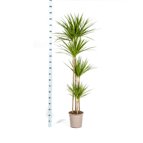 Dracaena Marginata Green Ø27cm - ↕180cm  BotanicBridge