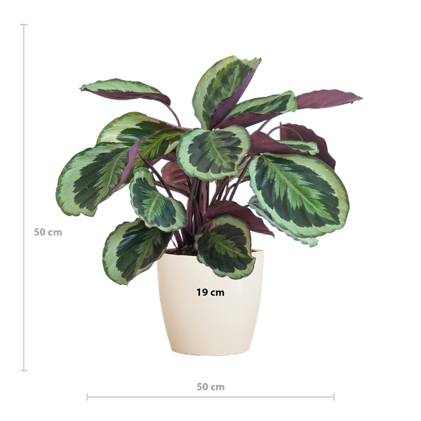 Calathea Medaillon met Viber wit - 65cm - Ø19  BotanicBridge