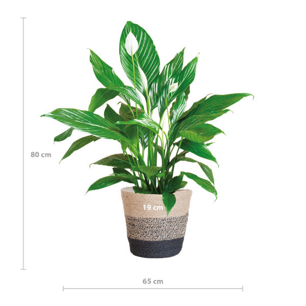 Spathiphyllum met Mand Lissabon zwart - 80cm - Ø21  BotanicBridge